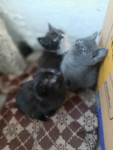 сиамские коты: Малышарики срочно ищут дом, любящих маму и папу. 5-х котят нашла на