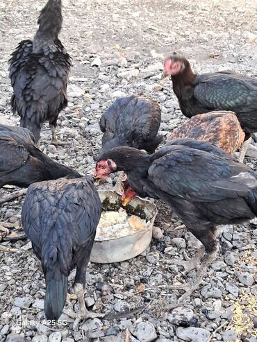 Toyuqlar: Heyratı çolpalar super cins,cavan saglam heyvanlardi -da lalafo.az — 3 Toyuqlar: Heyratı çolpalar super cins,cavan saglam heyvanlardi — 3