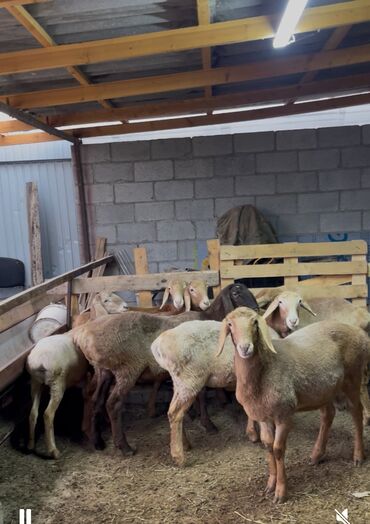 дом для кота: Сатам | Козу | Арашан | Көбөйтүү үчүн | Токту