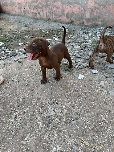 İtlər: Pitbul, 1 ay — 4