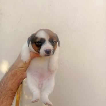 pekines it satisi: Cek rassel teryer, 1 ay, Erkək, Peyvəndli — 3