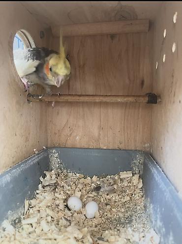 ev qusu: Nimfa (cockatiel) cütü – yumurtalı - Növ: Nimfa papuqayı (Cockatiel) — 2