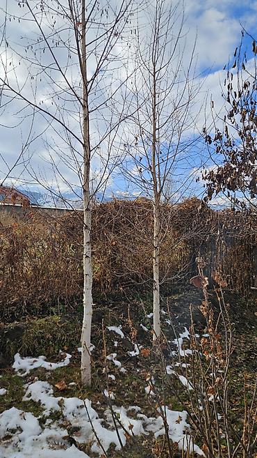 Берёза: Саженцы — 23