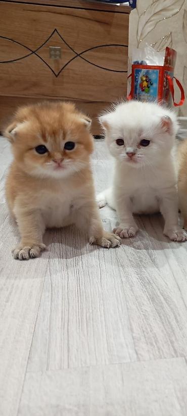 Pişiklər: Şotland, Erkək, Dişi, Yaxşı əllərə, Ünvandan götürmə, Pulsuz çatdırılma, Ödənişli çatdırılma — 17