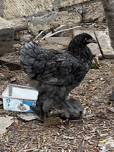 it bazari hardadi: Brahma cinsi dekorativ toyuqlar

4 ayliq fereler. Ve xoruzlar — 4