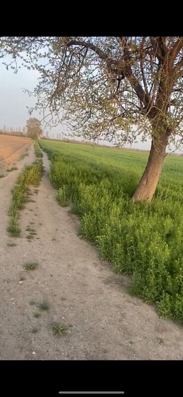 albaliliqda torpaq satilir: Biznes üçün, Mülkiyyətçi, Kupça (Çıxarış)