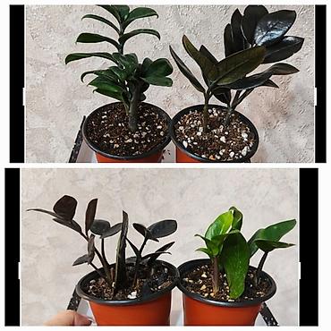 Замиокулькас (ZZ plant) в горшках,сорт Зэнзи и сорт Raven (черный)