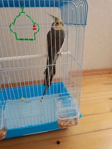 вислоухий шотландец мраморный: Karela papuqay 1 yaşi var insanlardan qaçmir 2 söz deyil aşkim cici