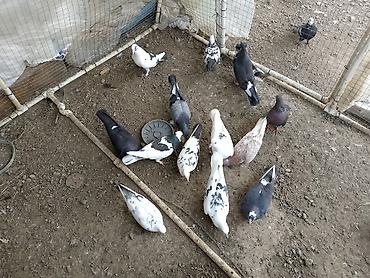 попугай ара цена: Salam kom satirlir 4 m dan isdeyen elaqe saxlasin asaqi yeri olmaz! — 2