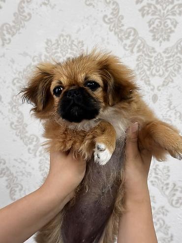 doberman itləri: Pekines, 3 ay, Dişi — 1