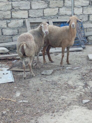 Inəklər, öküzlər: Dişi, il: 2, 50 kq, Damazlıq, Ünvandan götürmə