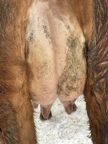 Коровы, быки: Продаю | Корова (самка) | Полукровка | Для молока | После отела at lalafo.kg — 12 Коровы, быки: Продаю | Корова (самка) | Полукровка | Для молока | После отела — 12