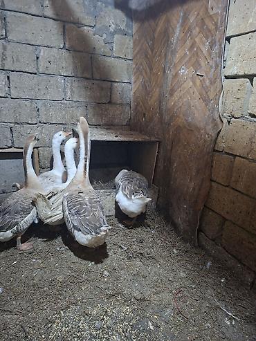 Qazlar: Qazlar – iri kənd təsərrüfatı quşları - Növ: ev qazı (boz-ağ rəngli — 2