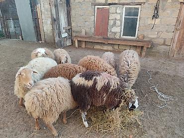 Quzu: Erkey qoyunlar 8 eded hamsi erkeydi — 4