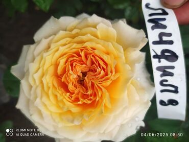 Şitillər: Məhsul: Bağ bitkiləri və meyvə fidanları seçimi - Hibiskus (Rose of — 54