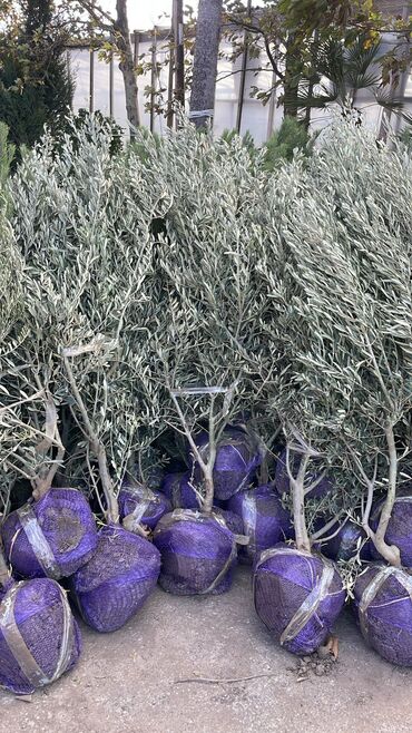 Ağaclar: Məhsul: Zeytun ağacları (meyvəli) Təsvir: - Şəkillərdə göstərilən -da lalafo.az — 13 Ağaclar: Məhsul: Zeytun ağacları (meyvəli) Təsvir: - Şəkillərdə göstərilən — 13