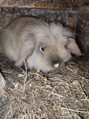 Gəmiricilər: Holland lop. 1 ci şəkildə erkək,2-ci dişidi qiyməti cütünə aiddir