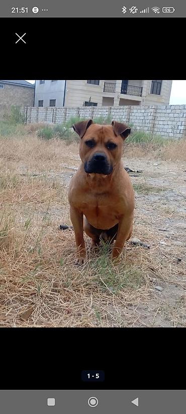 çoban iti adları: Cute dishi axtarilir. İt Novxanidadir. Yaxin erazide dishi heyvani — 1
