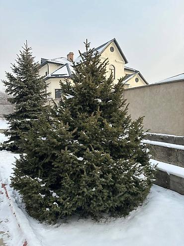 Декоративные деревья: Саженцы деревьев: Ели, Самовывоз — 8