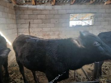 Коровы, быки: Продаю | Бык (самец) | На откорм | Привязанные — 9