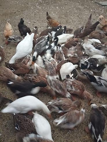 arı ailəsi satışı elanları 2025: Sağlam yerli və qarışıq sort Ordekler isdenilen qədər mövcuddur — 4