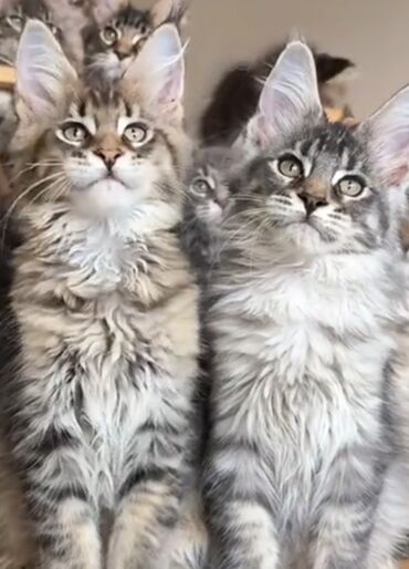 дом для кош: Мейн-кун, 2 айлык, Ургаачы, Таш бака, Курттардан тазаланган, Лотокко барууга үйрөтүлгөн