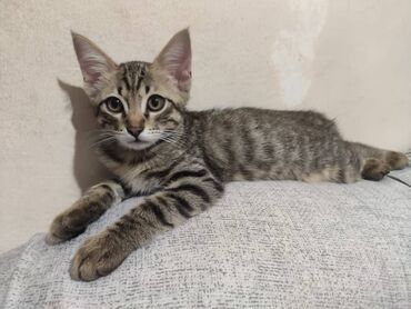 отдам кота я его боюсь: 3 месяца, Мальчик, Метис, Приучена к лотку, Проглистована