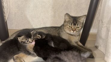 британская короткошёрстная кошка: Предлагаются милые котята, недавно появившиеся на свет. Котята игривые