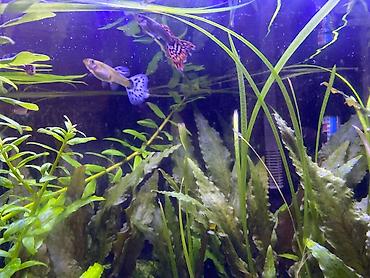 Akvarium aksesuar və ləvazimatları: Təbii ekosistem qurulmuş bitki akvaryumu satılır. içində balıqla — 1