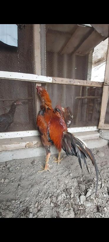 Xoruzlar: Temiz turk cinsi 11 ayliq bece satiram. cox super heybandi. meydan — 2