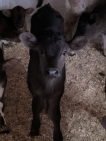 Коровы, быки: Продаю | Музоо, торпок | Для молока | Привязанные — 7