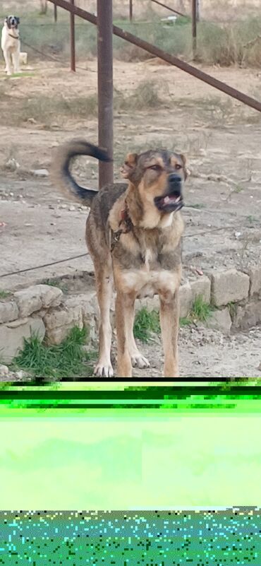 İtlər: Qurdbasar, 2 il, Erkek, Peyvəndli, Ödənişli çatdırılma — 5