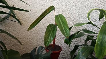 moringa cena: Calathea Stromanthe, lepa, kvalitetna biljka — 1