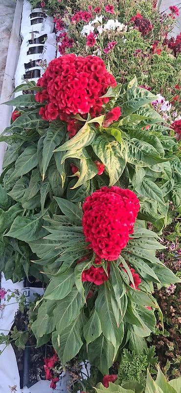 agadayi uzum sortu: Balaca qablardab satışda 1azn Məhsul: Qırmızı “Xoruz Tozu” – Celosia — 6