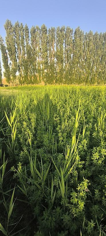 Продажа участков: 100 соток, Для сельского хозяйства — 11