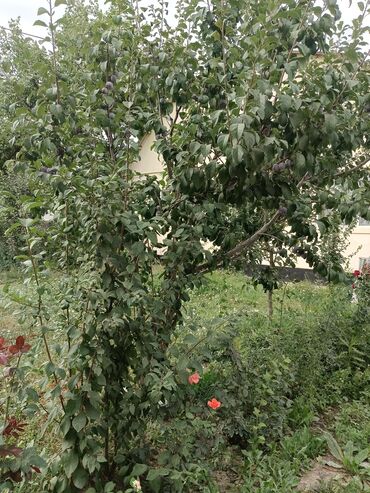 Продажа домов: Дом, 113 м², 5 комнат, Собственник, Косметический ремонт — 5