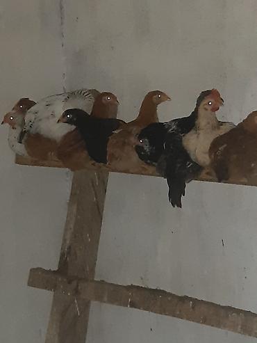 Cücələr: Toyuq cücələri, Ətlik — 6