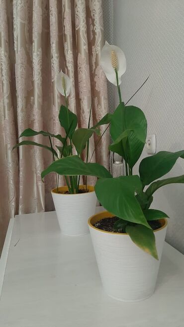 Другие комнатные растения: Предлагаю приобрести для дома самый модный и полезный цветок