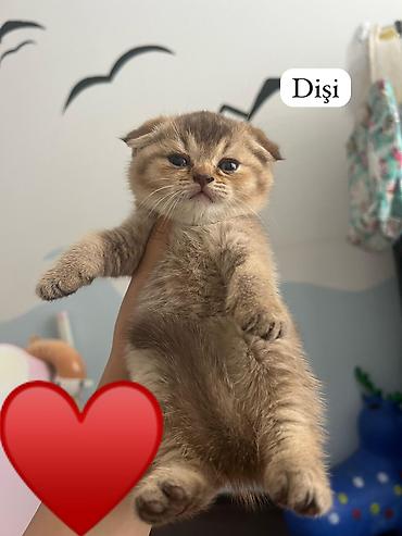 Pişiklər: Şotland — 9