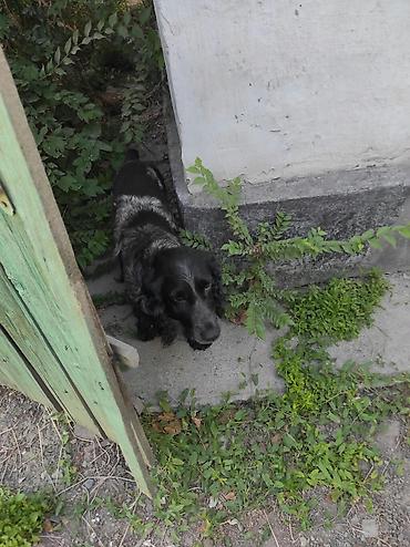 русский терьер: Спаниель, Более 5 лет, Самец, С прививкой, С родословной — 1