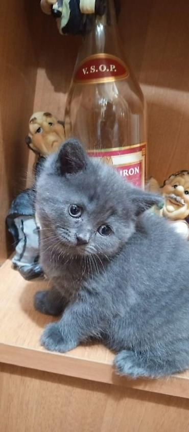 Кошки: Британская, Самка, Самец, Платная доставка — 3