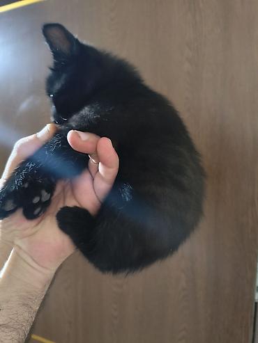 Pişiklər: Yaxşı əllərə — 6