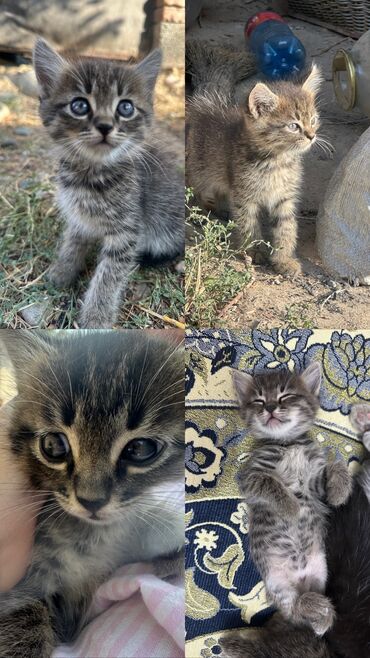 ищу котенка: Кошка даром: Беспородная, 1 месяц, Девочка