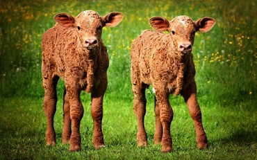 Куплю с/х животных: Куплю телят бычков тёлок любых возрастов звонить в любое время