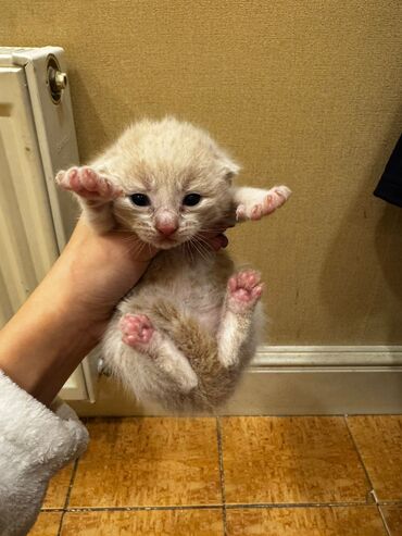 Pişiklər: Erkək, Dişi, Yaxşı əllərə, Ünvandan götürmə, Pulsuz çatdırılma — 12