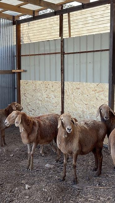 купить корову алатауской породы: Продаю | Овца (самка), Ягненок, Баран (самец) | Арашан | Для разведения — 4