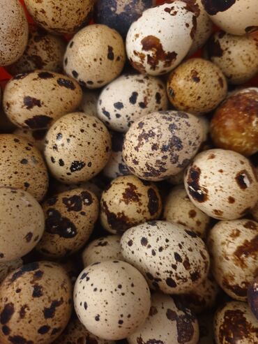 купить перепелиные яйца инкубационные: Перепелиные яйца (домашние), в городе Жалал-Абад (Сму). Цена /шт