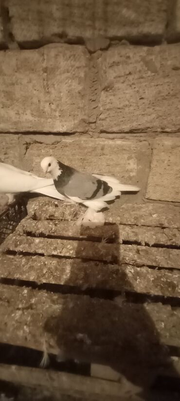 goyercin sekilleri: Goyler mayadi qirmizi erkey qiymet 3 une aitdir qiymete gore narahat