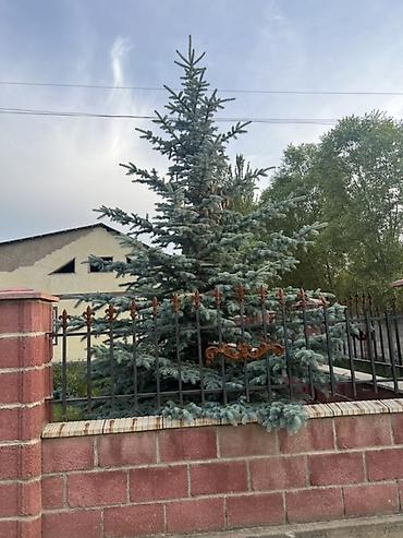 кой сойобуз: Ель голубая (Picea pungens Glauca) — взрослые декоративные деревья для — 1
