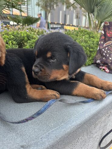 İtlər: Rotveyler, 1 ay, Erkek -da lalafo.az — 14 İtlər: Rotveyler, 1 ay, Erkek — 14
